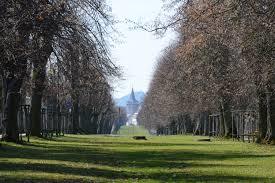 Linden trees