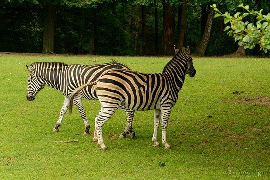 ZOO Dvůr Králové